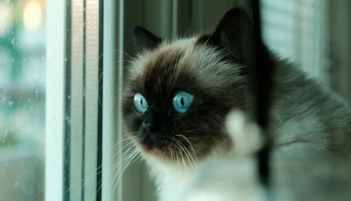 Descubre por que tu gato es chimoso