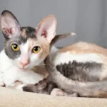 Hay gatos especiales con mutaciones únicas