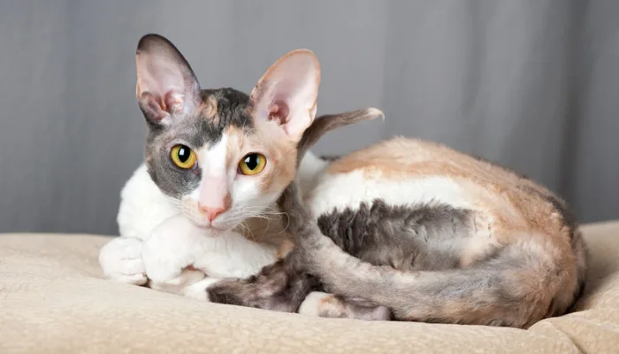 Hay gatos especiales con mutaciones únicas