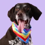 Las bandanas de colores para perros se han convertido en un lenguaje entre tutores