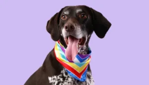 Las bandanas de colores para perros se han convertido en un lenguaje entre tutores