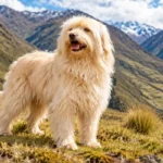 Perro Chaku Andino es reconocido como raza oficial del Perú