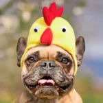 Algunos engreídos no les gusta los disfraces para mascotas