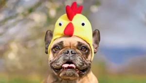 Algunos engreídos no les gusta los disfraces para mascotas