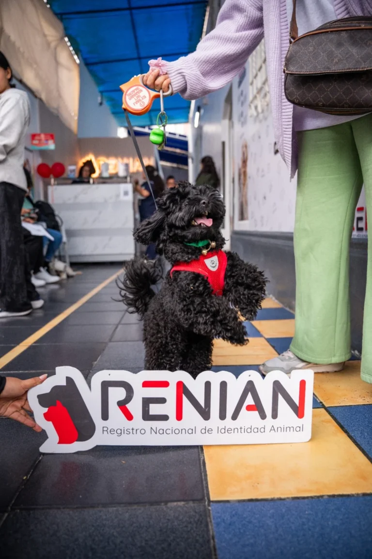 Renian 2 768x1153